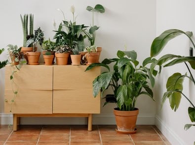 Don’t Wait for Frost: These Houseplants Should Come Inside featured image