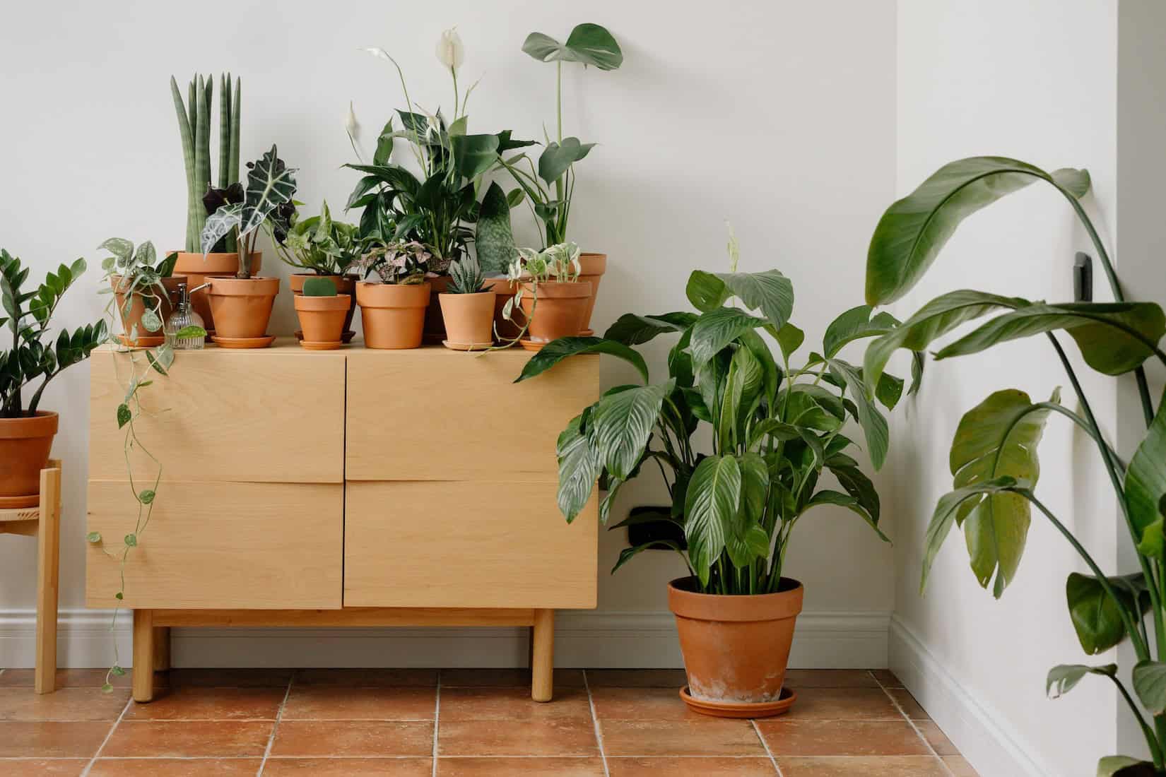 Variety of houseplants in terracotta pots on wooden cabinet and floor.
