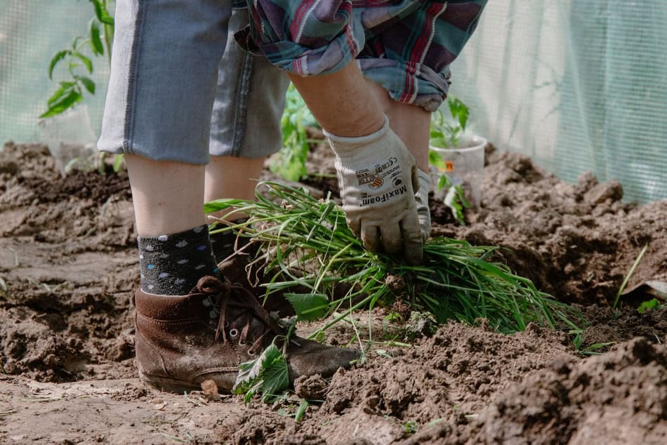 Person planting vegetables in garden soil for winter prep.