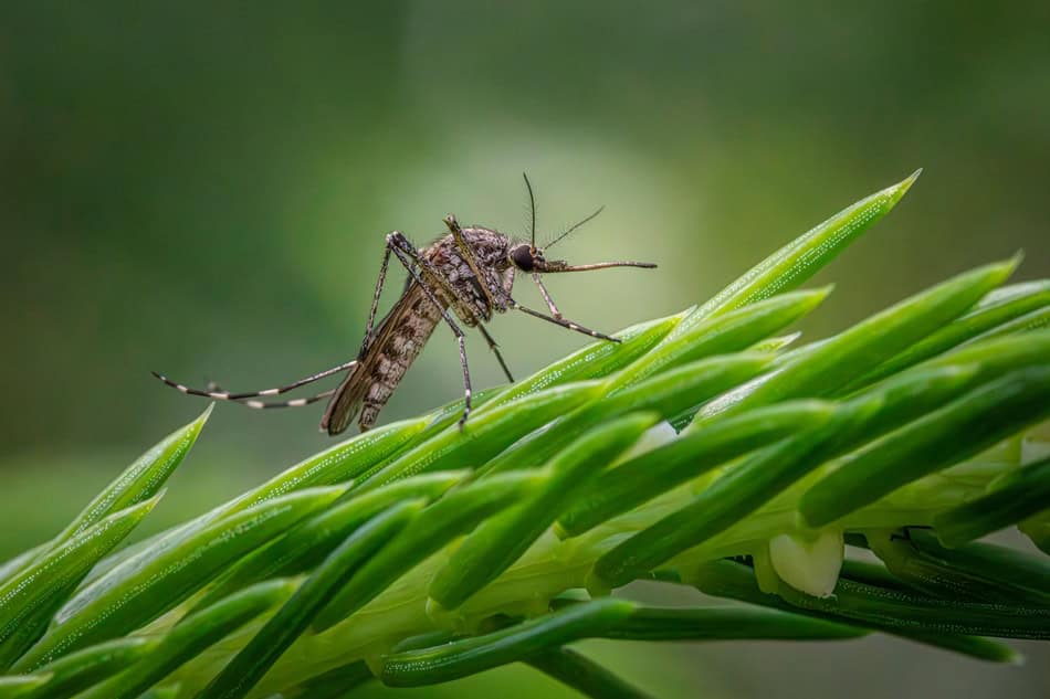 Close-up of a mosquito on green grass blades in natural outdoor setting.