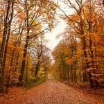 Scenic autumn forest path with colorful fall leaves and trees.