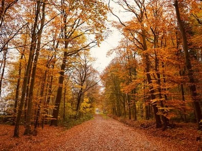 What Temperature Makes Leaves Change Color? It’s Not Just the Cold featured image