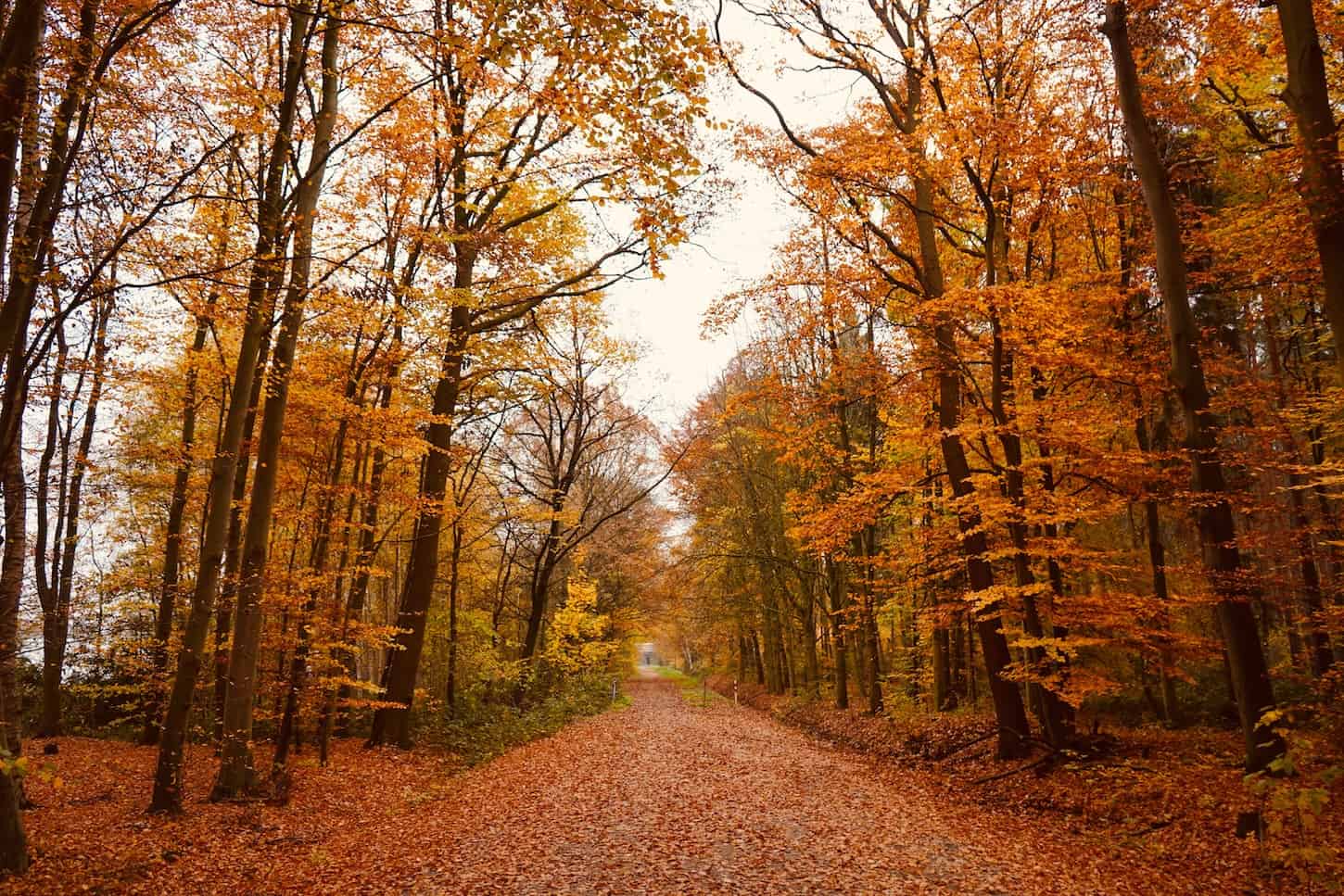 Scenic autumn forest path with colorful fall leaves and trees.