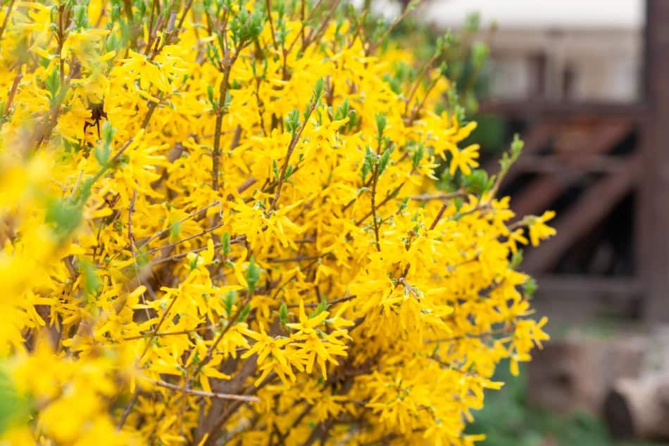 Bright yellow forsythia flowers in full bloom during fall.