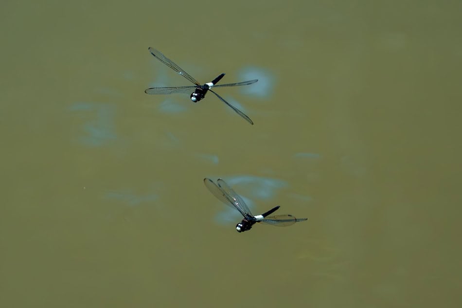 Two dragonflies flying over a calm water surface in fall.