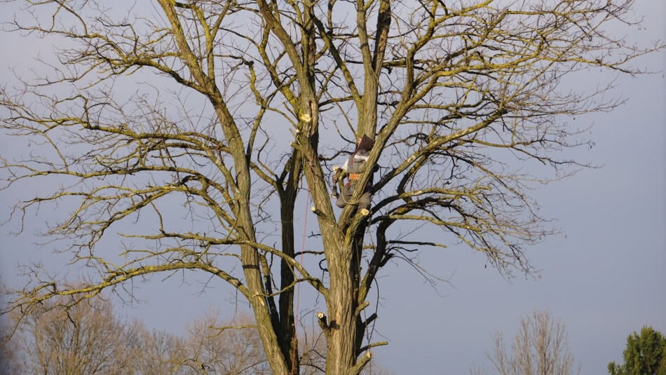 Tree with bare branches in late fall, preparing for winter.
