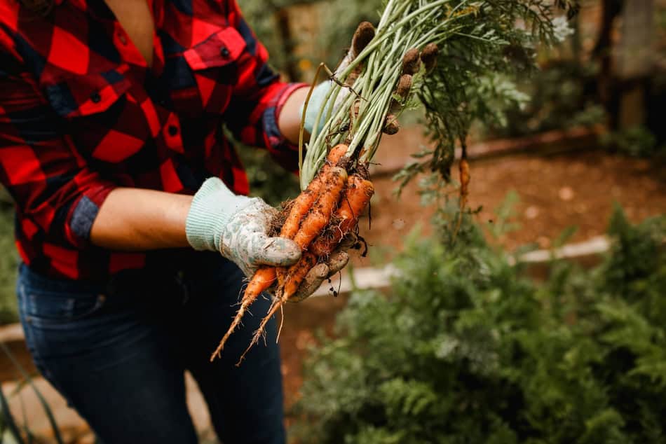 Person holding freshly pulled carrots in a garden setting.