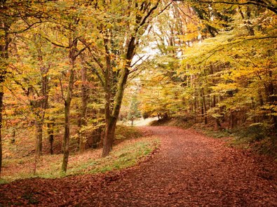 Why Does the Air Smell Different in September? The Science Behind That First Hint of Fall featured image