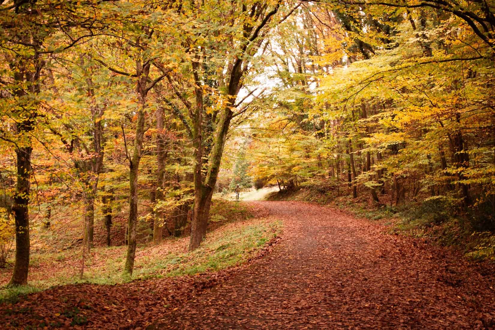 Scenic autumn forest trail with colorful fall foliage and a dirt path.