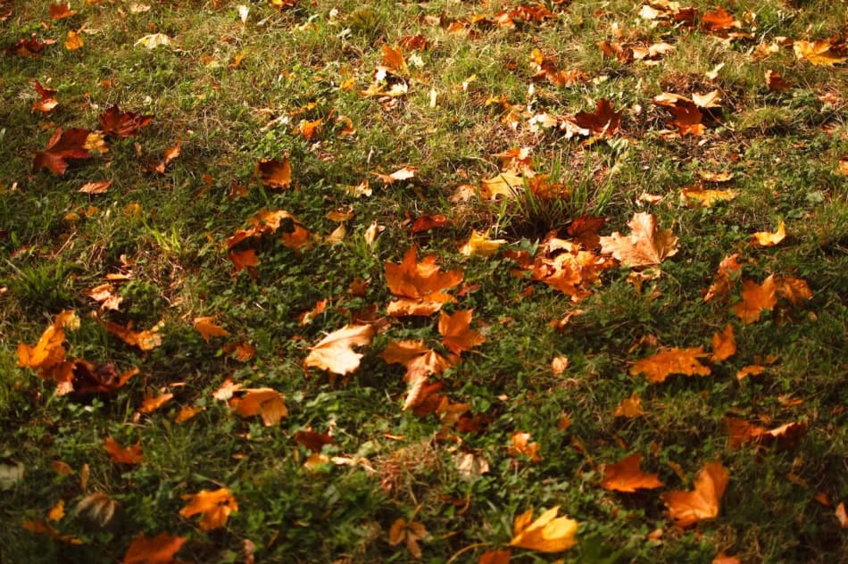 Autumn leaves scattered on green grass in a yard.