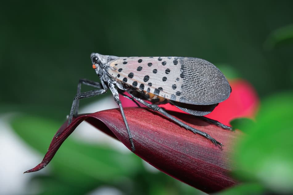 Close-up of a spotted lanternfly on a plant leaf in natural light.
