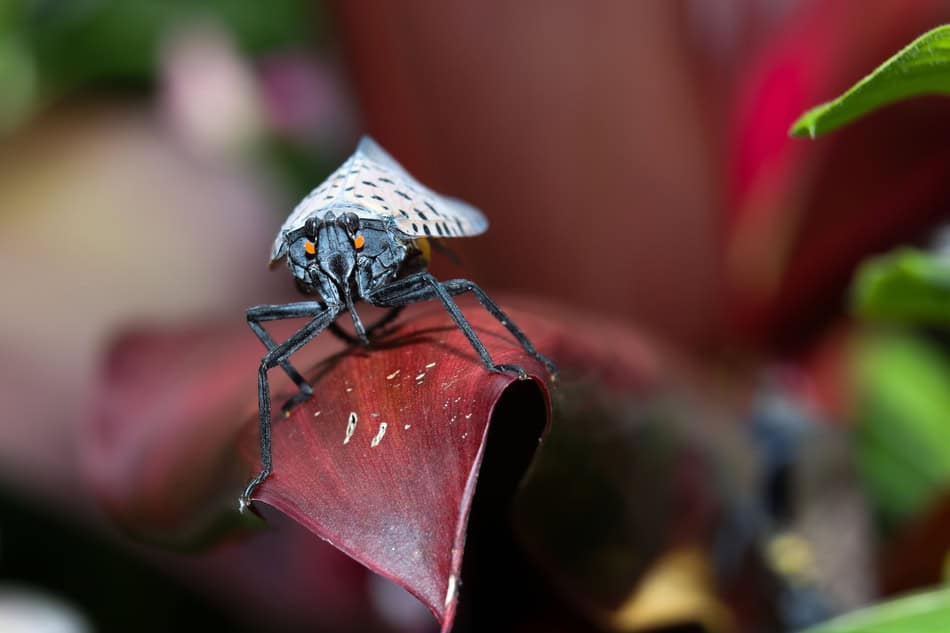 Close-up of a spotted lanternfly on a red plant leaf in a garden.