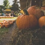 Fresh pumpkins displayed at a pumpkin patch for fall harvest.