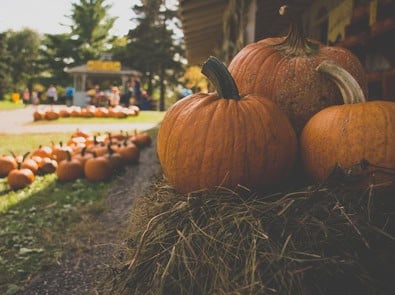 Buying Pumpkins Now? How to Keep Them From Rotting Before Halloween featured image