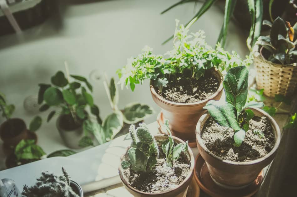 Healthy houseplants in pots for indoor gardening.
