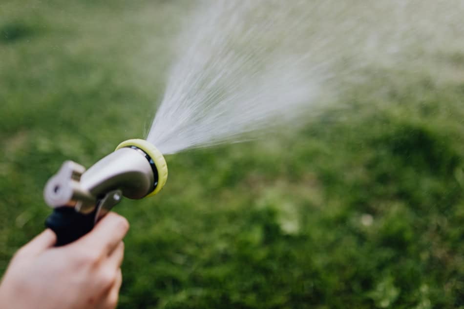 Hand holding a garden hose spraying water on grass in fall.