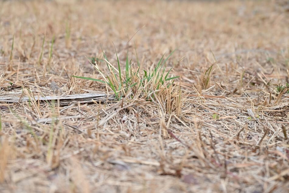 Dry, patchy grass on a lawn indicating fall watering needs.