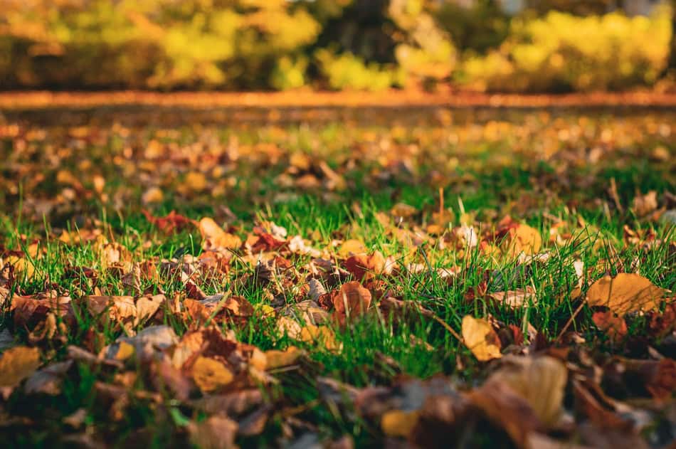 Fallen autumn leaves covering a green lawn in a park setting.