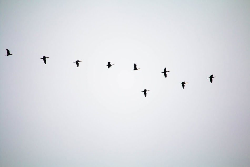 Silhouettes of birds flying against a gray sky.
