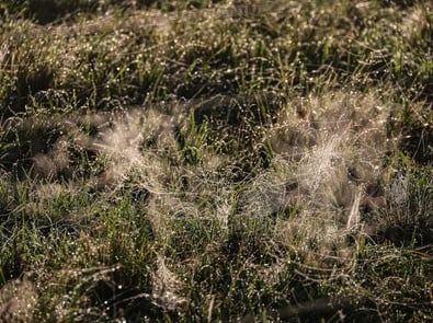 Why September Mornings Are Suddenly Covered in Dew featured image