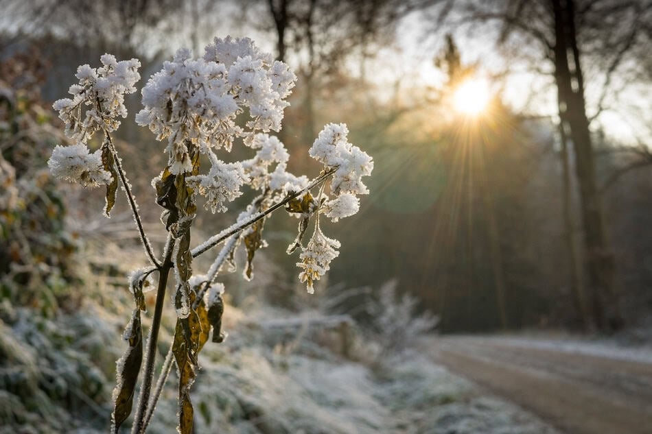 Frost-covered tree branches in a winter landscape at sunrise.