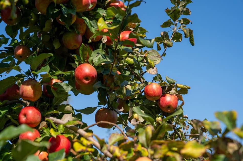 Ripe apples hanging on a tree against a clear blue sky.