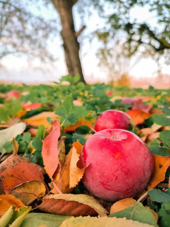Fresh red apple resting on colorful fallen leaves in an orchard.