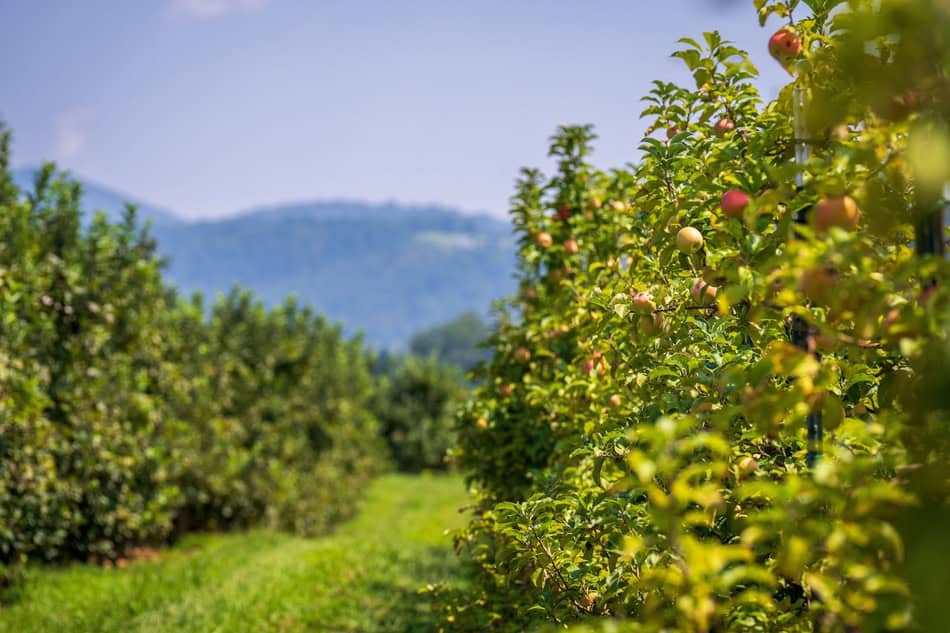 Apple orchard with ripe apples ready for harvest in autumn.