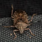 Close-up of a stink bug on a textured surface, showing detailed body and legs.