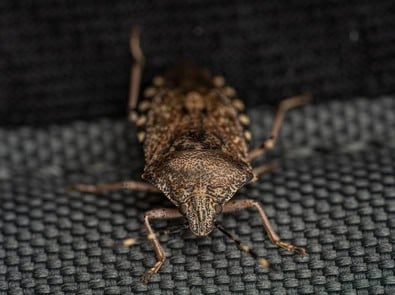Stink Bugs: How to Keep Them Out and What to Do If They Get In featured image