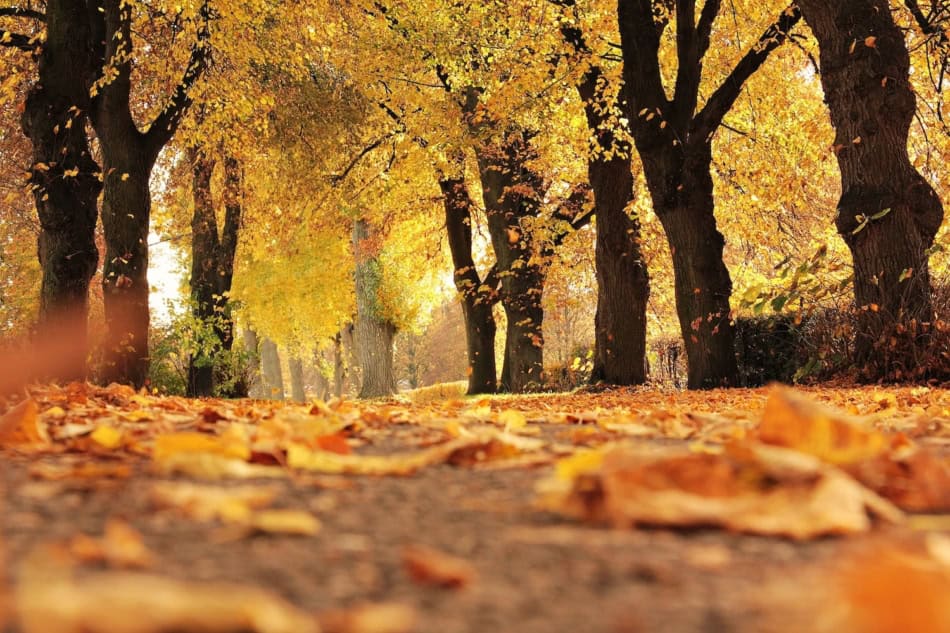 Autumn scene with colorful trees and fallen leaves on the ground.