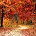 Scenic autumn forest with colorful fall foliage and a winding dirt path.