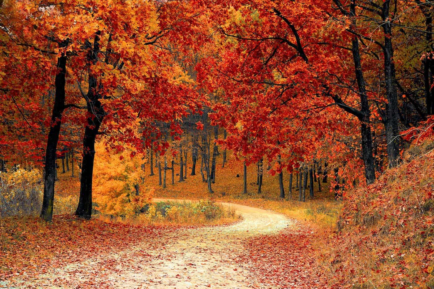 Scenic autumn forest with colorful fall foliage and a winding dirt path.