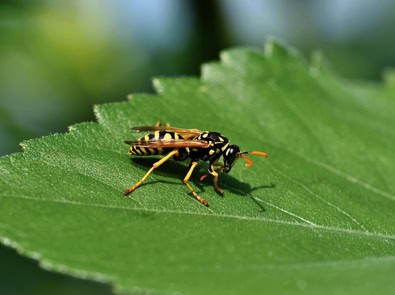 Why Yellowjackets Suddenly Seem To Be Everywhere in Late Summer featured image
