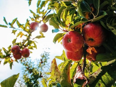 Cool September Nights Do Something Beautiful to Apples featured image