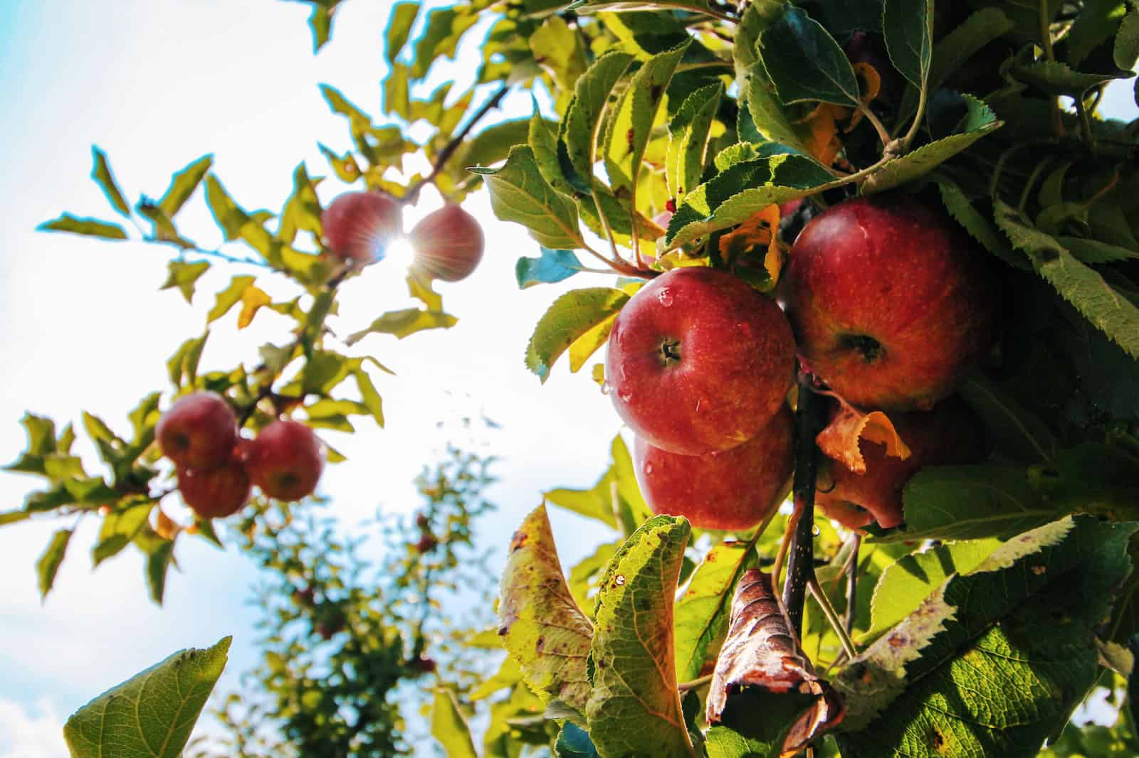 Ripe red apples hanging on a lush orchard tree in sunlight.