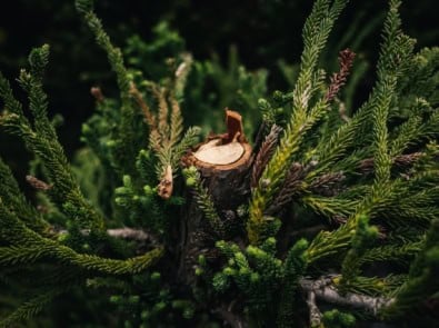 Fall Pruning Guide: What NOT to Cut Before Winter featured image