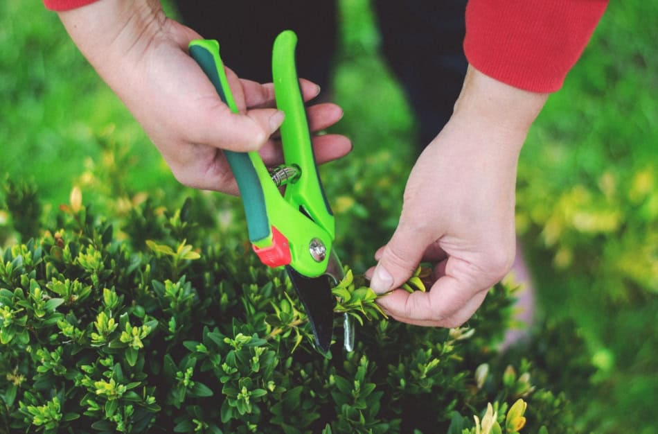 Person pruning a shrub with green-handled pruning shears in a garden.