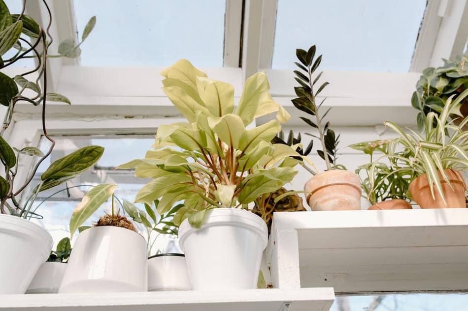 Variety of houseplants in pots on a windowsill for indoor gardening.