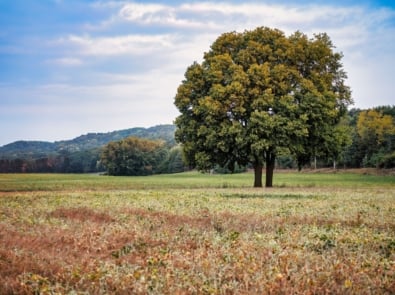 September weather sayings: 6 Old Sayings that still matter featured image