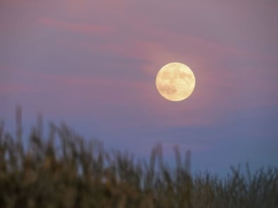 The 2026 Harvest Moon Is Almost Here—Here’s What Makes This One Special featured image