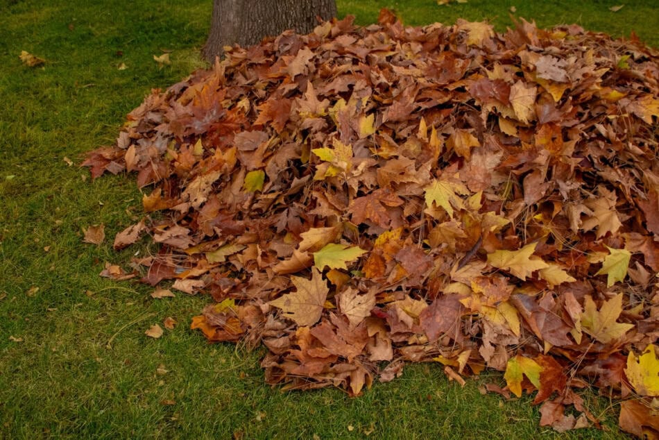 Pile of fallen autumn leaves on green grass for raking and yard cleanup.