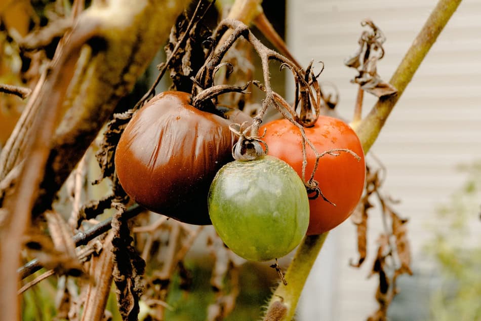 Close-up of ripe and unripe tomatoes on the vine in a garden.