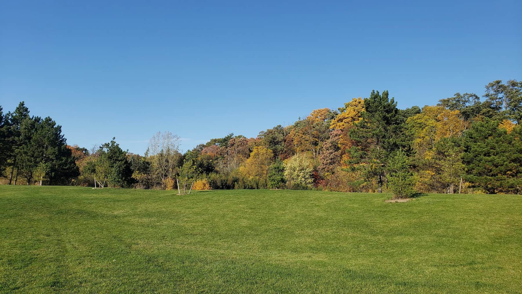 Beautiful green lawn with colorful fall trees in the background.