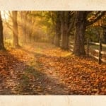 A country path thickly covered in fallen autumn leaves in low warm October afternoon sunlight.