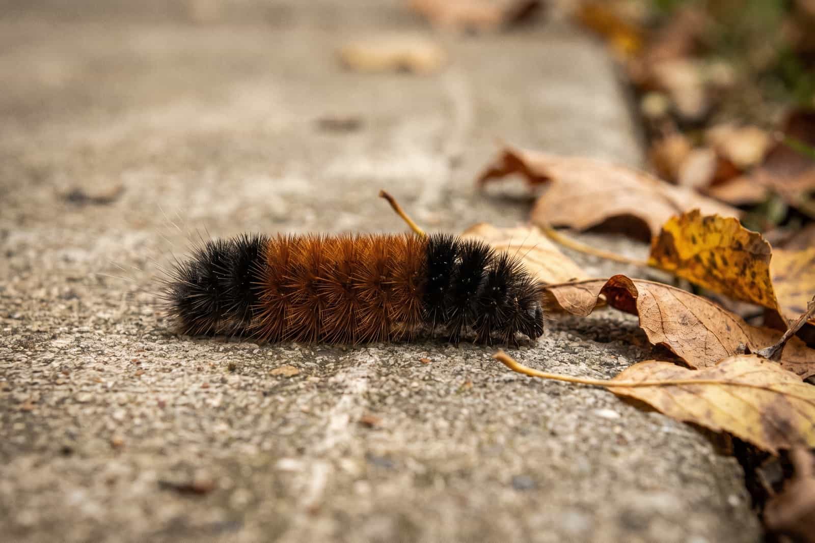 A woolly bear caterpillar crossing a concrete path in October, black at both ends with a rust brown band across the middle.