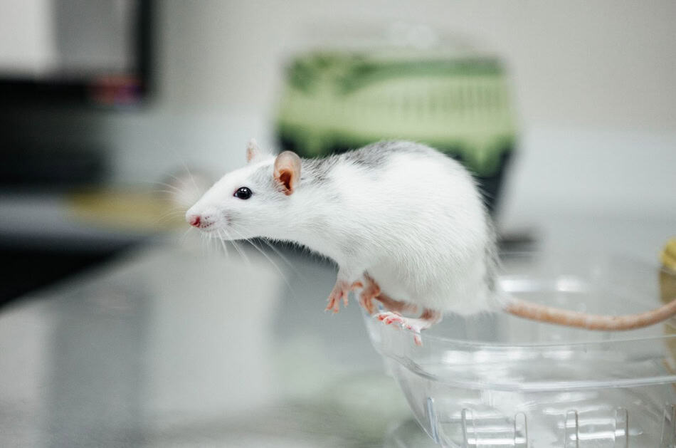 White mouse with black markings on a kitchen counter, looking alert.