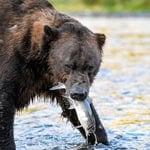 Bear catching fish during salmon run in river.