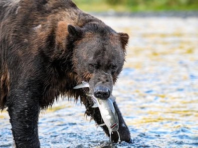 Salmon Runs: Why Salmon Swim Upstream and Where to Watch This Fall featured image