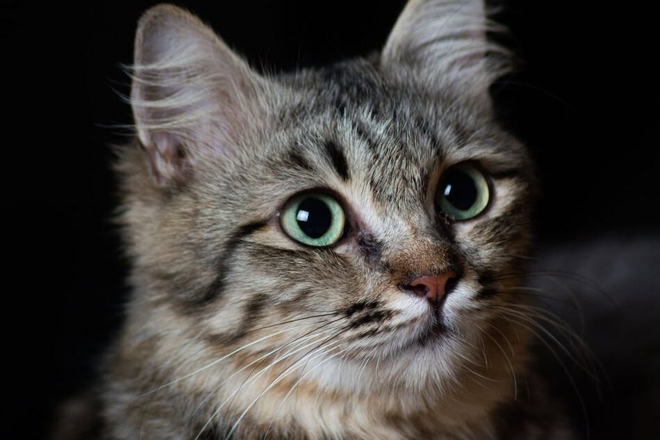 A domestic cat with glowing eyes in a dark background, showcasing feline eye reflection.